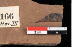 Foto (Detailansicht) von Glyptostrobus europaeus Brongniart (NHMW-GEO-2024-0188-0166)